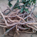 iboga root 2 300x225