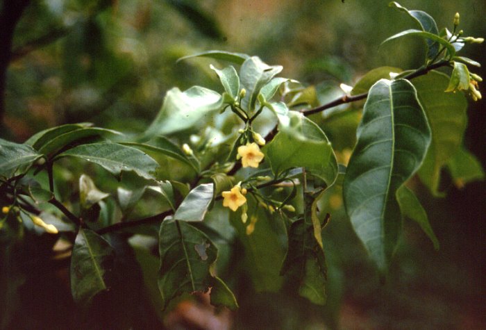 iboga flower