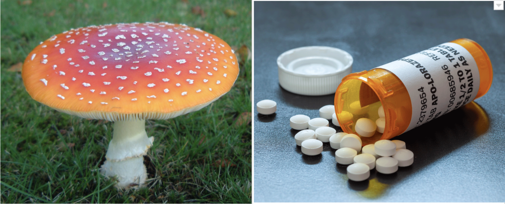 amanita-for-benzos