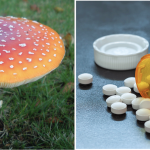 amanita-for-benzos