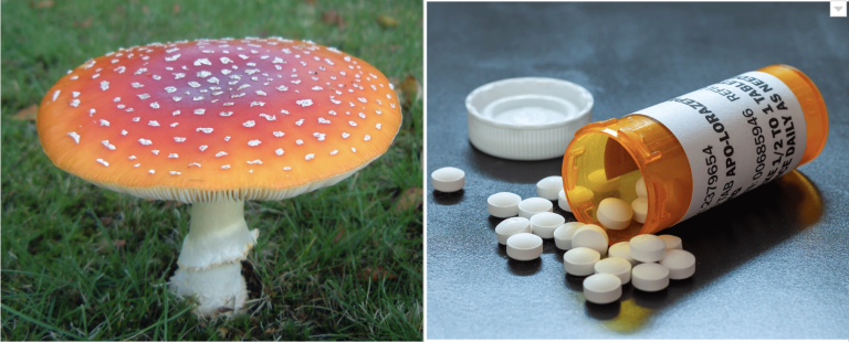 amanita-for-benzos