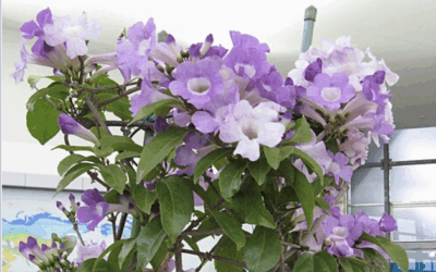Mansoa alliacea (Garlic Vine / Ajo Sacha)