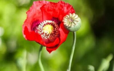 Entheogenic Substances in Asclepieia Rituals Pt. 2