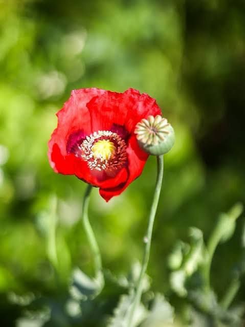 Entheogenic Substances in Asclepieia Rituals Pt. 2