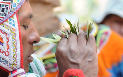 Erythroxylum coca: Sacred Medicine, Nutrition, and Cultural Significance