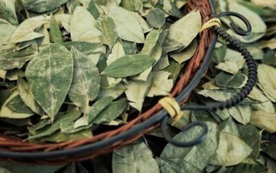 Erythroxylum coca: Sacred Medicine, Nutrition, and Cultural Significance