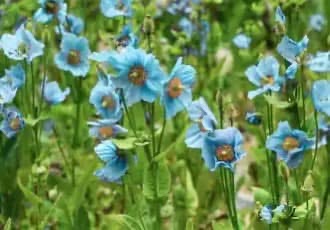 The Sapphire of the Silences: A Portrait of the Himalayan Blue Poppy