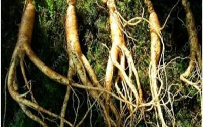 A Comprehensive Review of Traditional Han Chinese Natural Medicines for Drug Addiction: Preclinical Insights, Clinical Potential, and Neurochemical Mechanisms