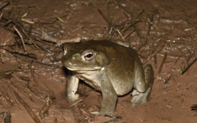 5meO for Alcohol Use Disorder