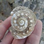 Profile photo of PAUL FEATHERSTONE