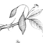 Group logo of Ibogaine Clinical Directory